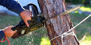 Best Tree Health Inspection  in Makakilo, HI